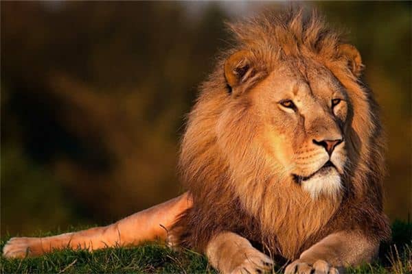 梦见被狮子追是怎么回事 梦见被狮子追是怎么回事